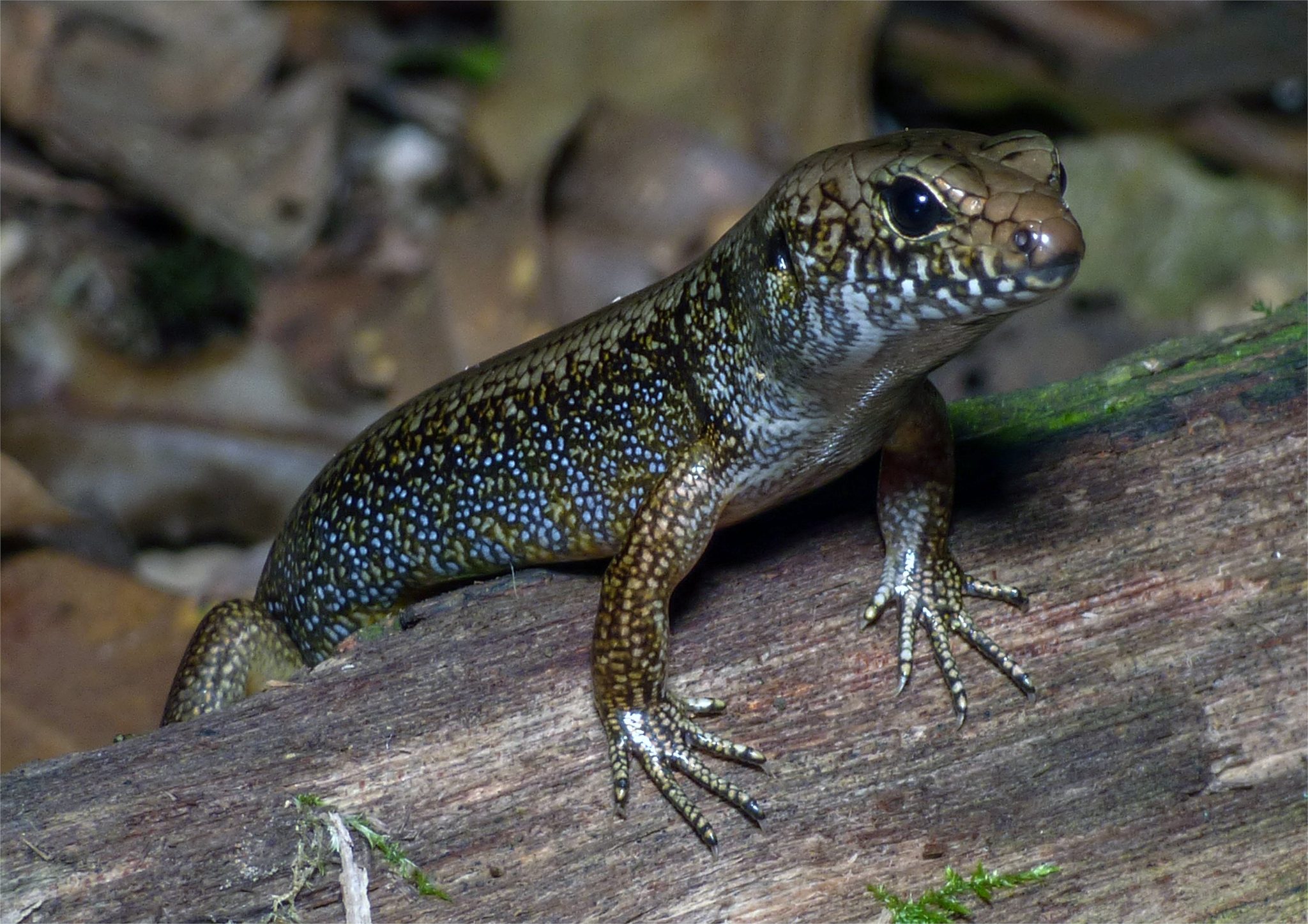 Murray_s_skink_7_resized_for_website.jpg