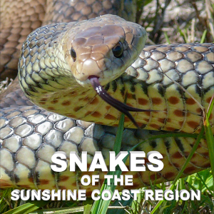 Snakes of the Sunshine Coast Region