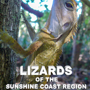Lizards of the Sunshine Coast Region