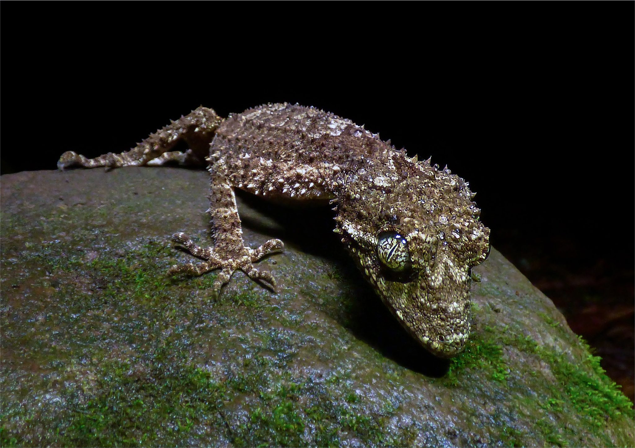 Southern_Leaf-tailed_gecko_2B_resized_for_website.jpg