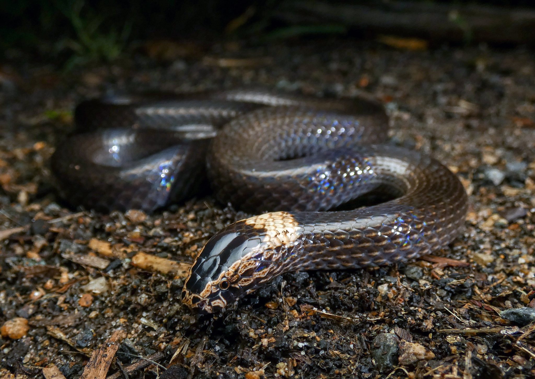 White-crowned_snake_2.jpg